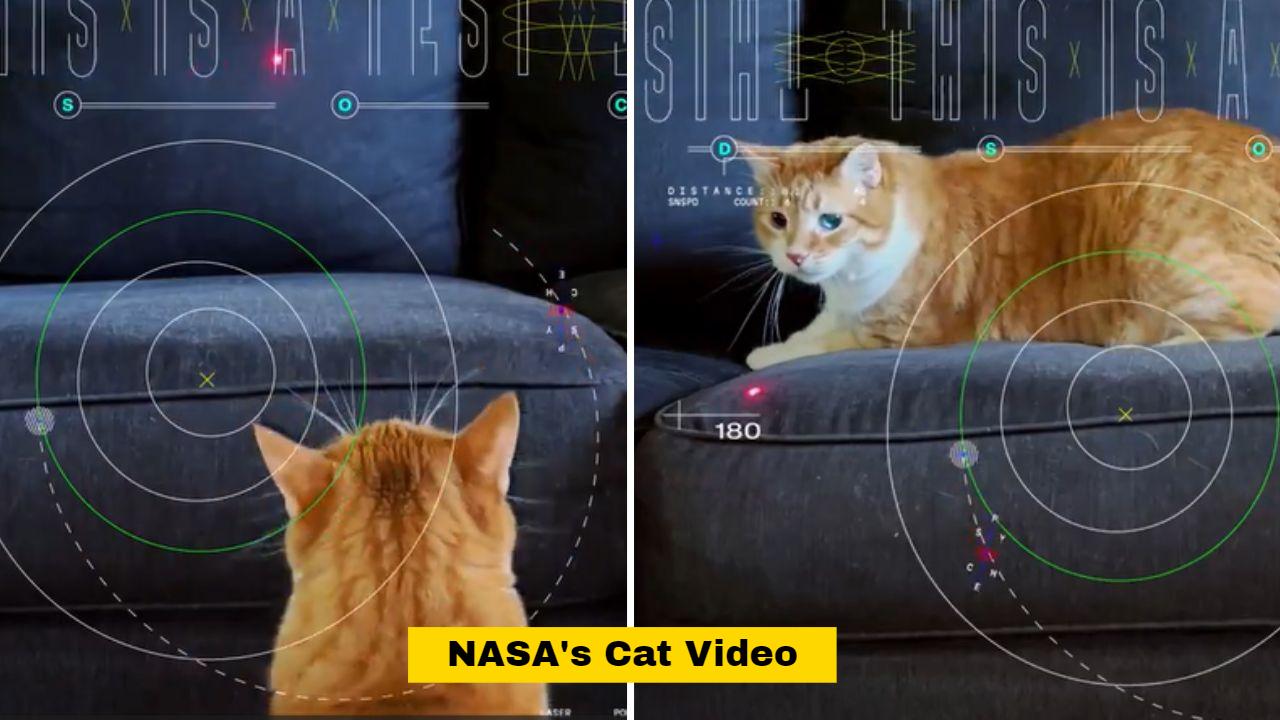NASA-sent-video-of-cat