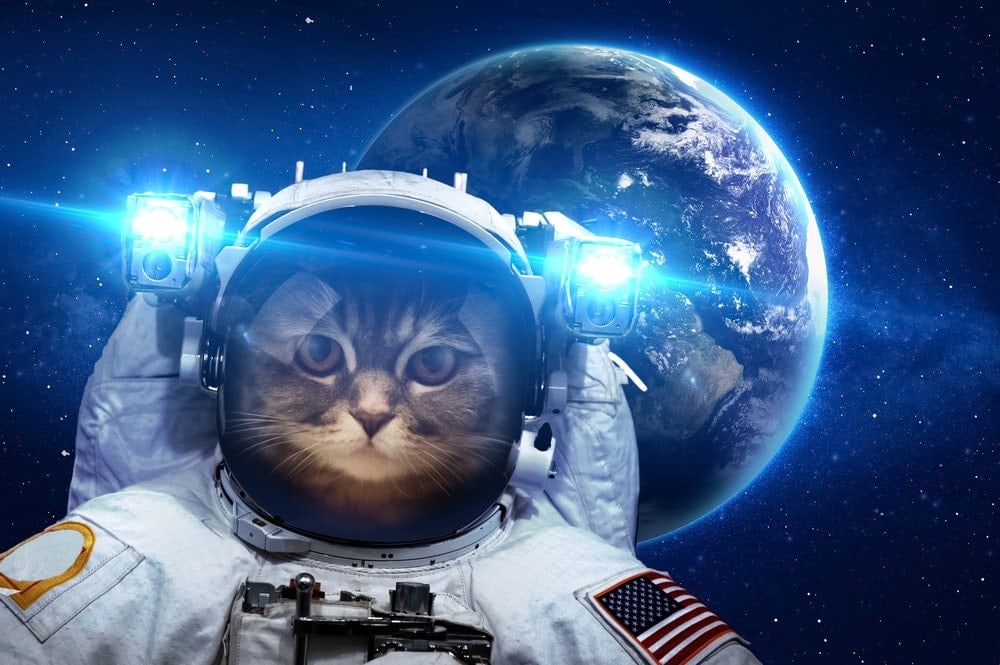 cat-in-space
